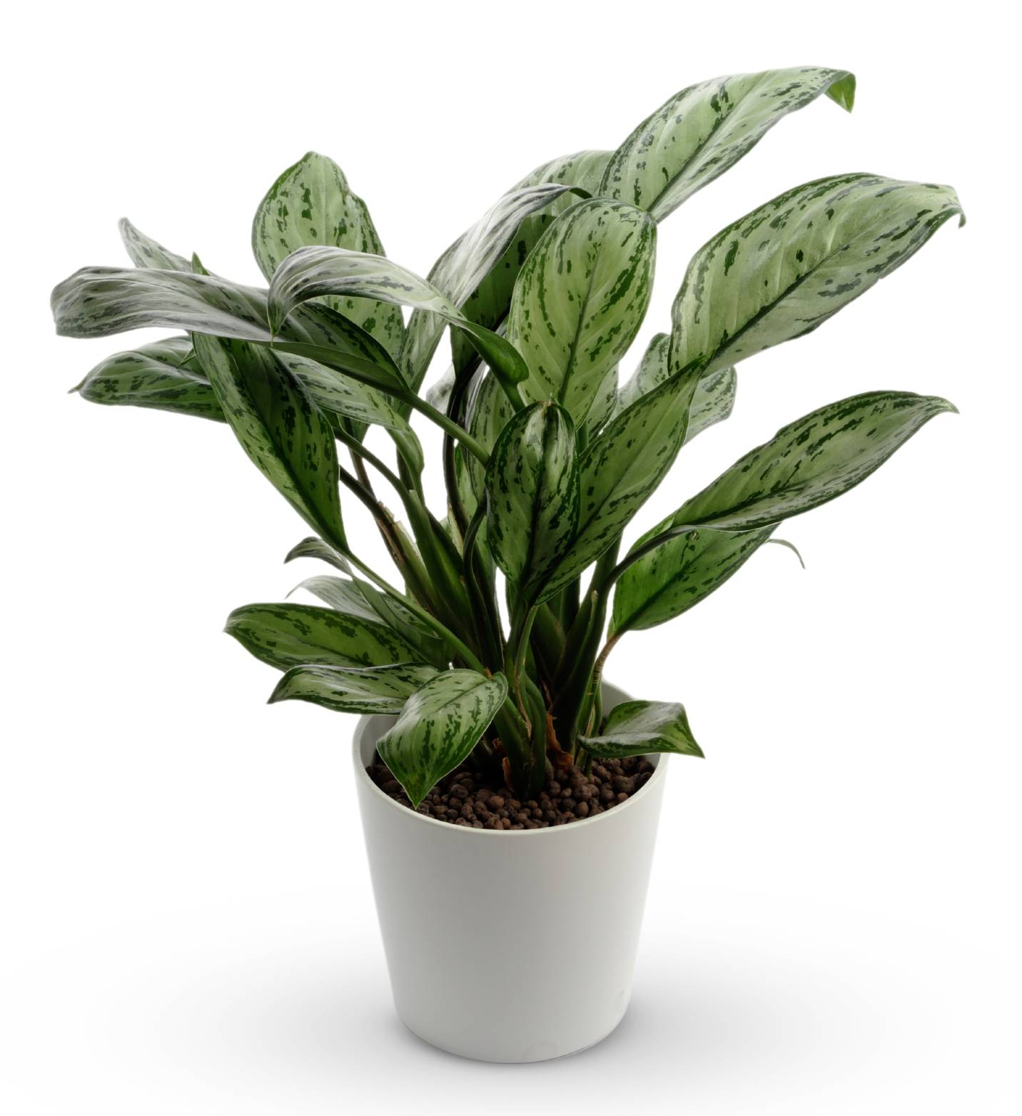 Chinese Evergreen Plant