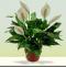 Comfort Peace Lily