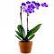Lavender Orchid Plant