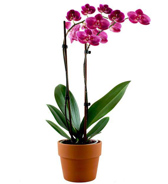 Phalaenopsis Orchid Plant | Avas Flowers