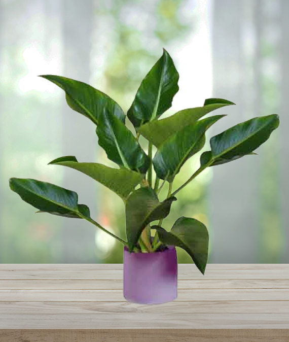 Philodendron Planter