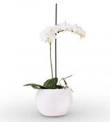 White Sympathy Orchid