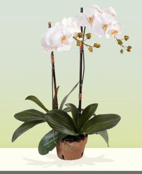 Zen Orchid Sympathy Plant